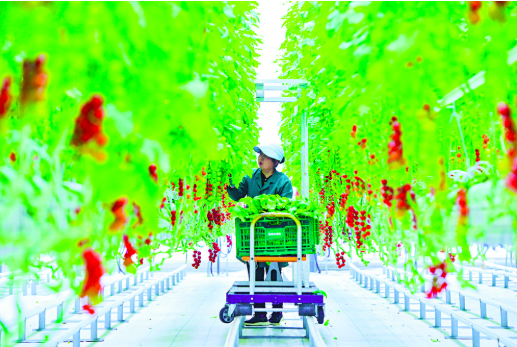 “科技范”点燃农业生产“新引擎”插图 “科技范”点燃农业生产“新引擎”插图