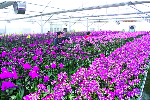 Ʒ��ǿũ ���ز�������ơ���ʯ��ׯ��ɫũҵ��ҵ�������ȫ������