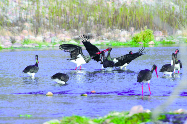 ������������ǳ���������ѫ�¡����Ӳ���������ȫ���ػ���̬��������ʯ��ׯ