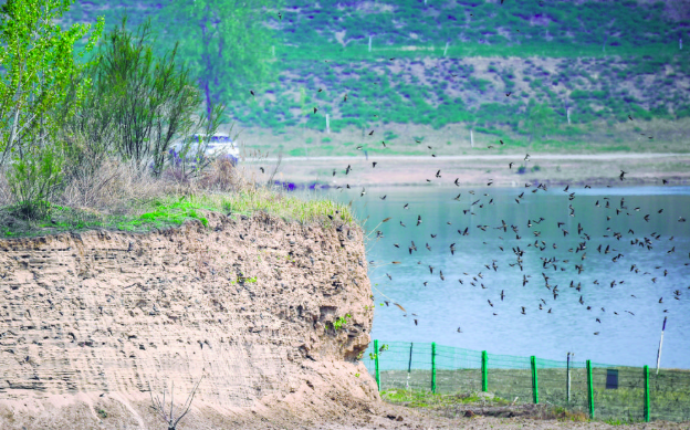 石家庄滹沱河迎来崖沙燕育雏季